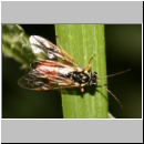 Aglaostigma discolor - Blattwespe 01 9mm.jpg